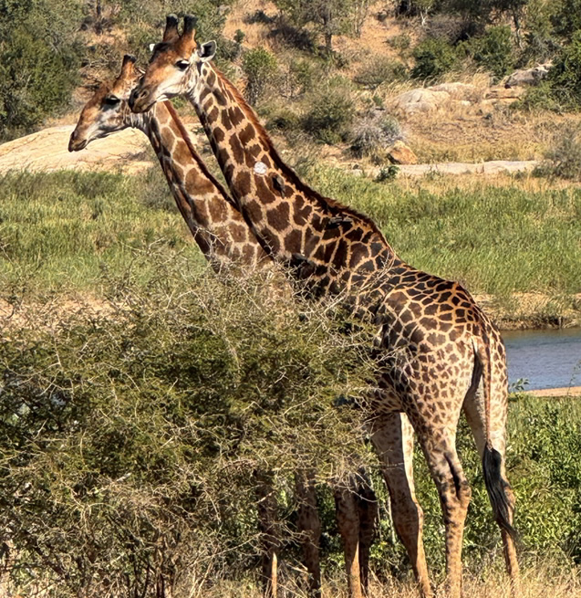 África, junio de 2025 - Amo Psicoyoga